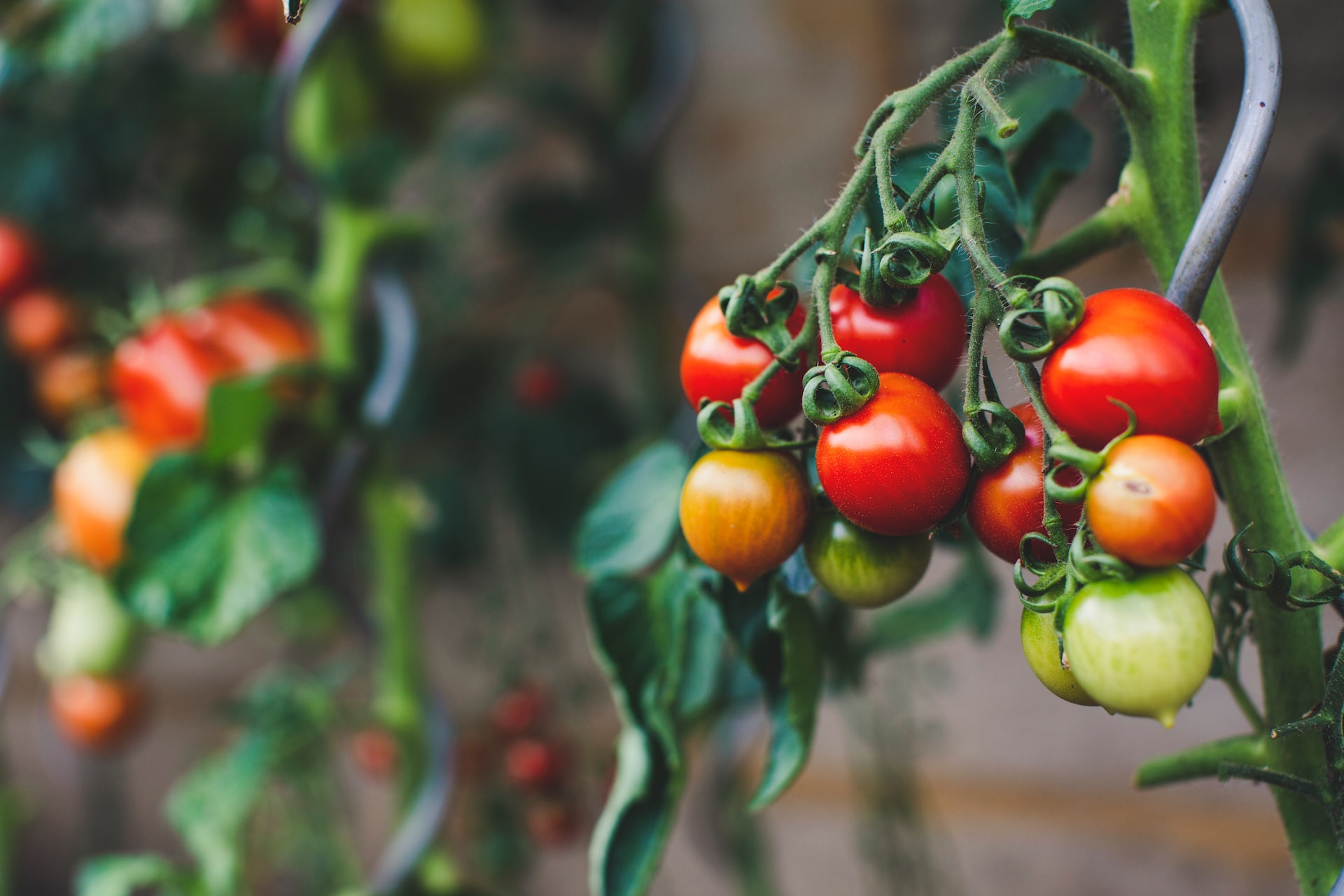 Uprawa pomidorów na balkonie w mieście: Nowy eko trend czy stały element miejskiej zieleni?